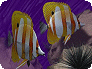 Angels of the Deep Desktop Theme